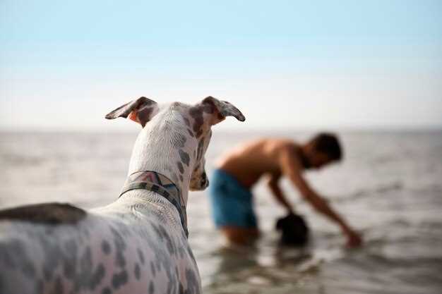 When the sea dog is licking his greasy paws what is the sea doing