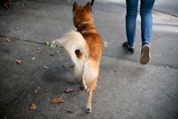 Hva lærer hunden gjennom snusing?