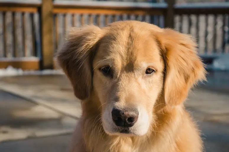 Hvor ofte bør du dusje en Golden Retriever?