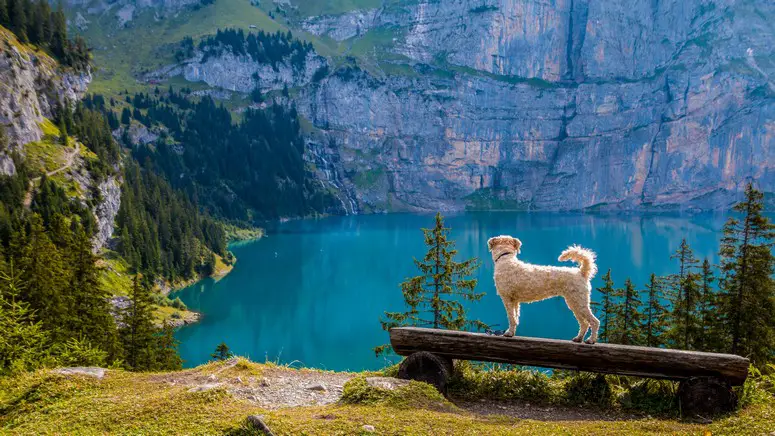 Hva er den mest populære hunderasen i Norge?