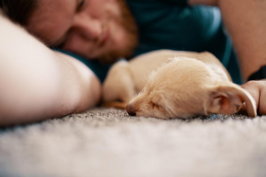 Сон собаки защищают. Уснешь с собаками , проснешься с блохами в. Pet Sleep. Photograph of a sleeping Dog..