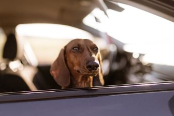 Hva er reglene for hund i bilen?