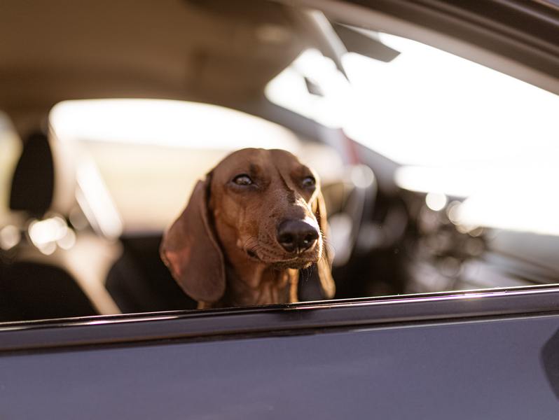Hva er reglene for hund i bilen?