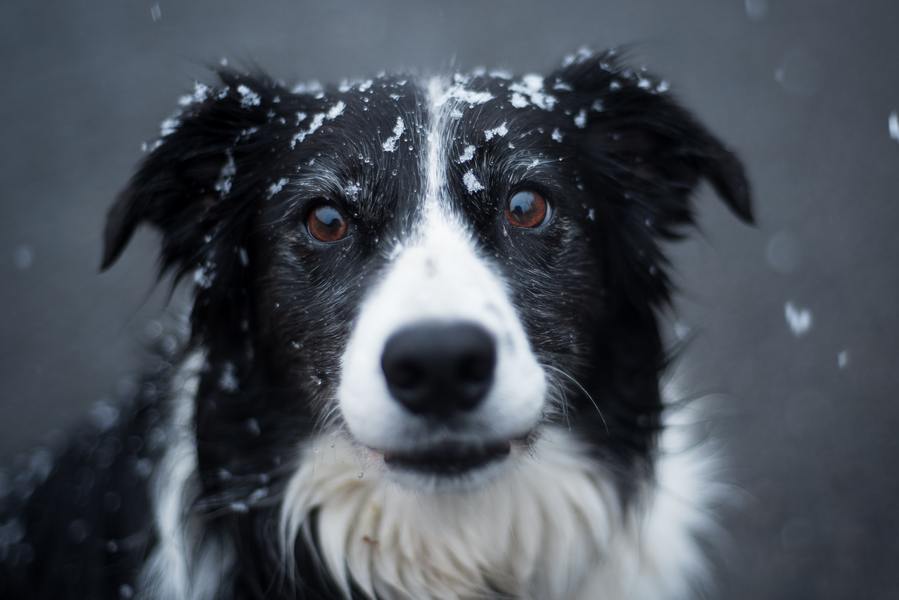 Hvor mye koster en Border Collie?