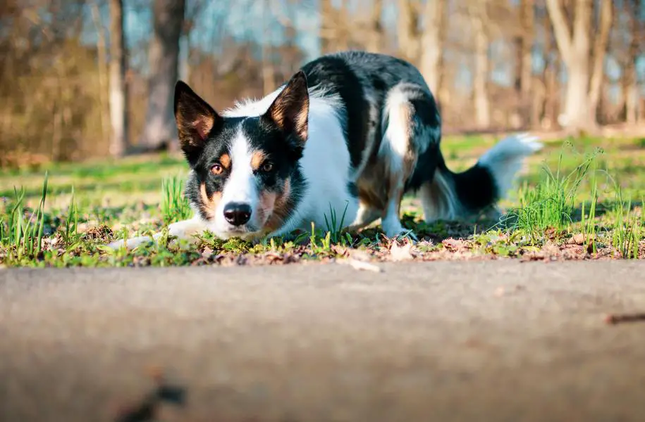 Hvor lang tur trenger en border collie?