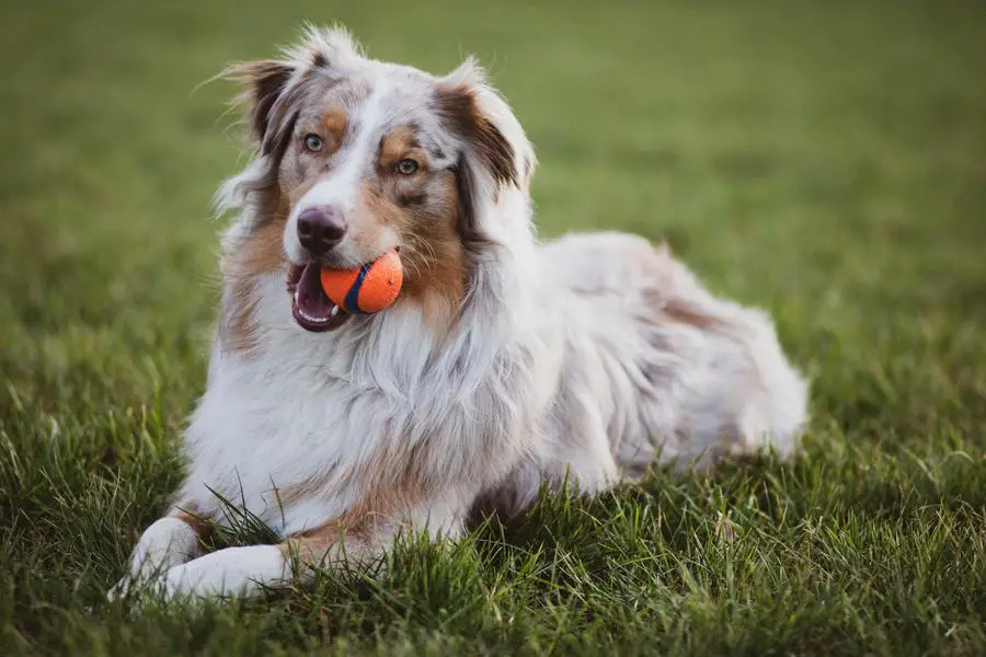 Når er en border collie ferdig utvokst?