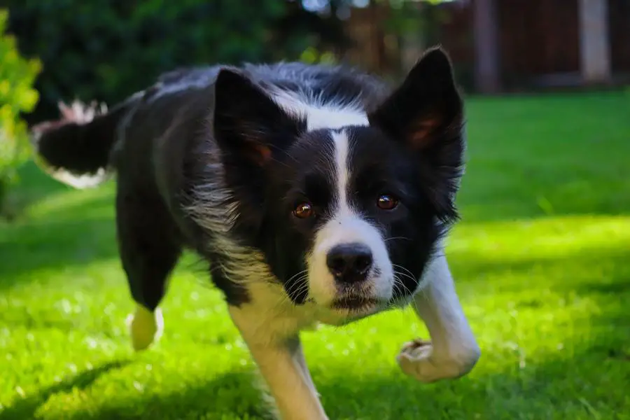 Hvordan trene border collie på sau?