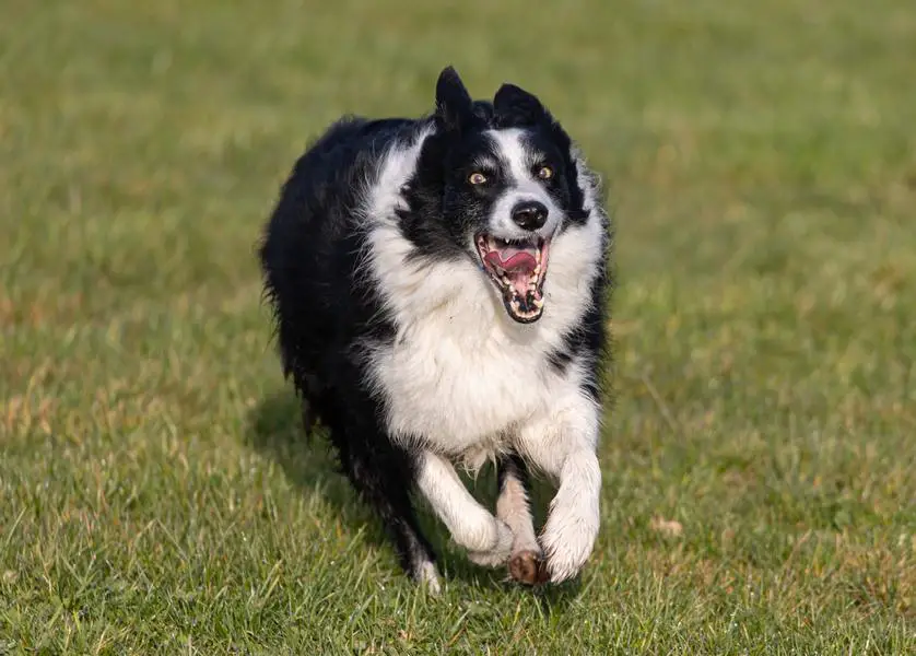 Kan border collie trekke?