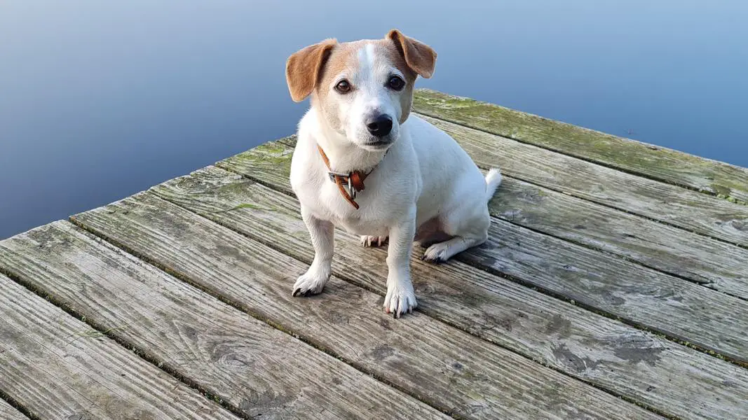 Hvor lenge lever en Jack Russel terrier?