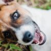 Hvor smart er Jack russell terrier?