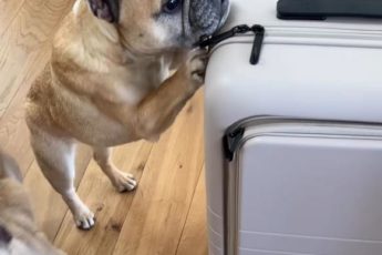 Hvordan reise med fly med en fransk bulldog?