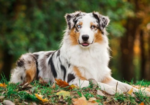 Australsk Gjeterhund: Den Energiske og Intelligente Hundevennen