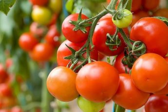 Er tomat bra for hund?