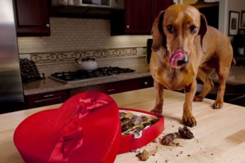 Hva kan skje hvis en hund spiser sjokolade?