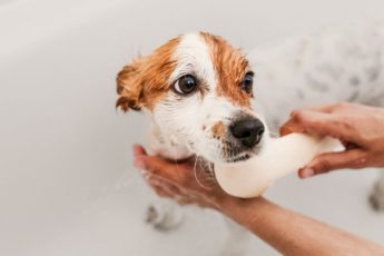 Hvor ofte bør en hund dusjes?