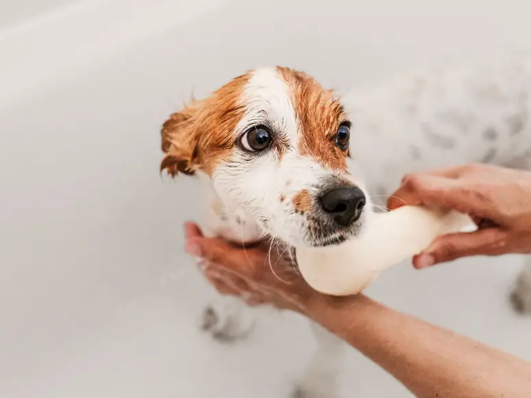 Hvor ofte bør en hund dusjes?