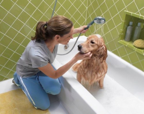 Hvor ofte bør man vaske en hund?