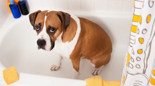 Hvordan vaske ansiktet til en hund?