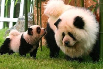Er Panda Hunder Malt