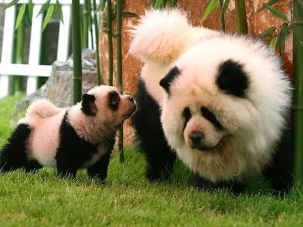 Er Panda Hunder Malt