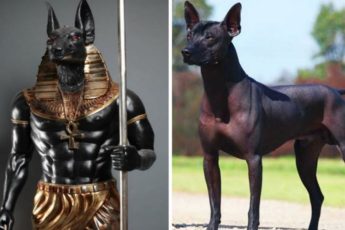 Hva Er Den Egyptiske Hunderasen