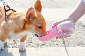 Er Sukkervann Bra For Hunder?