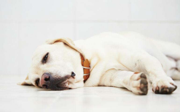 Kan Jeg La Hunden Min Være Alene Hjemme Etter Sterilisering?
