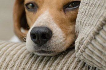 Hva Er Det Beste Ørepulveret For Hunder