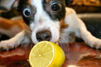 Er Sitronsaft Giftig For Hunder