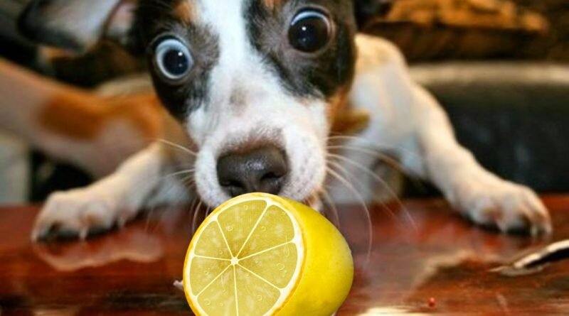 Er Sitronsaft Giftig For Hunder