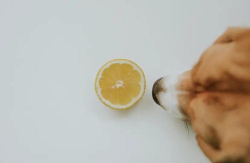 Er Sitronsaft Giftig For Hunder?