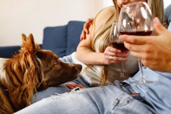 Er Det Trygt Å Gi Hunden Din Vin