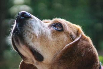 Hvordan Vet Jeg Om Hunden Min Har Et Hematom?