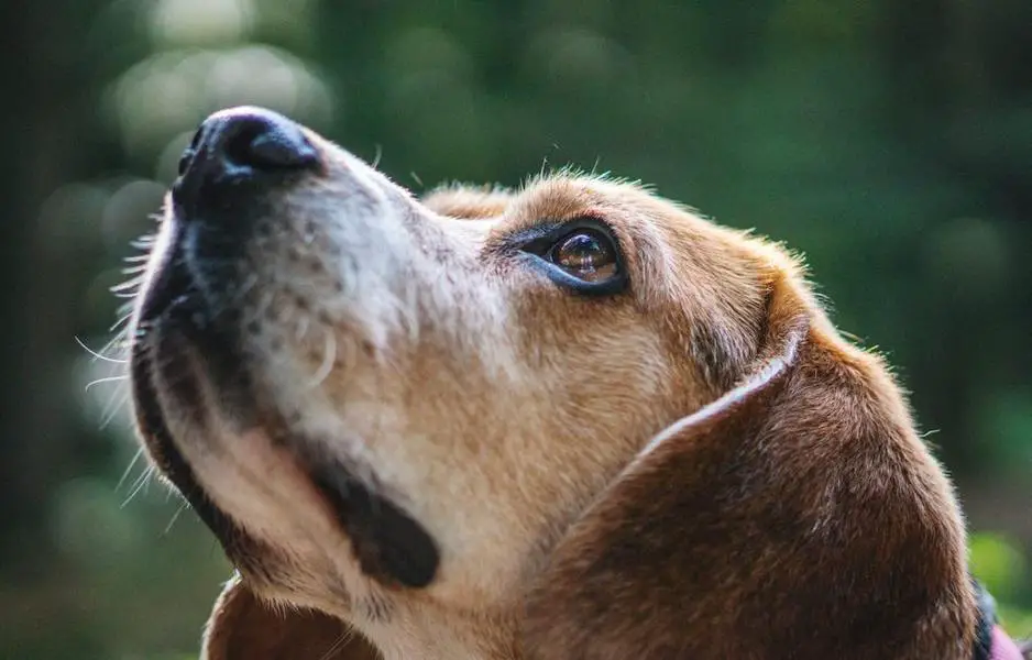 Hvordan Vet Jeg Om Hunden Min Har Et Hematom?
