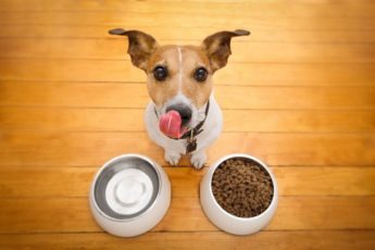 Ditt spørsmål kan du blande to typer tørrfôr til hunder?