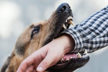 Hva betyr det når en hund tar tak i håndleddet ditt?