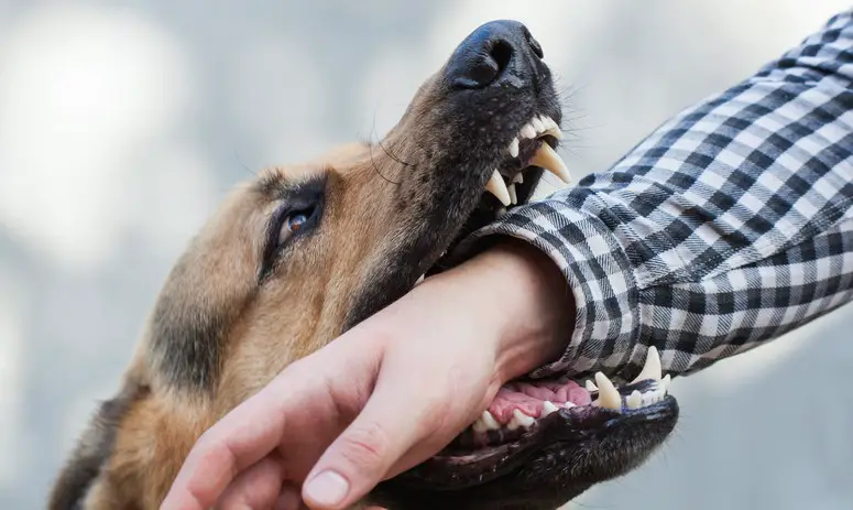 Hva betyr det når en hund tar tak i håndleddet ditt?