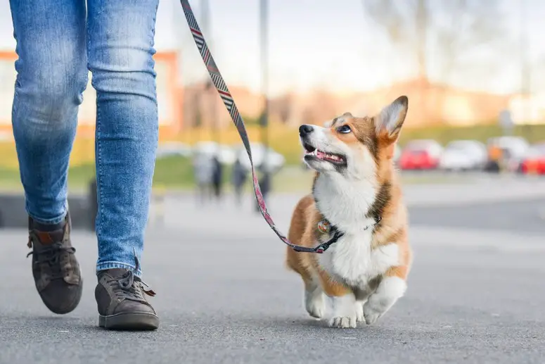Hvor langt bør en hund gå hver dag?